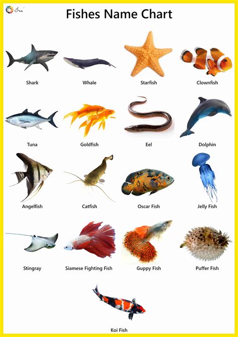 100+ Fish Images .
